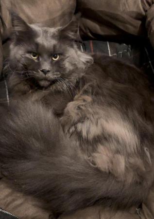 Image 2 of GCCF/ TICA proven blue Maine Coon stud. London