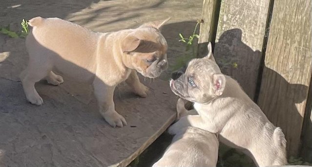 Image 14 of QUALITY TRUE TO TYPE FRENCH BULLDOG PUPPIES