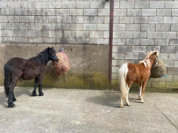 Image 33 of Pair of Cute Dartmoor Hill Ponies Future Kids Lead Reins.