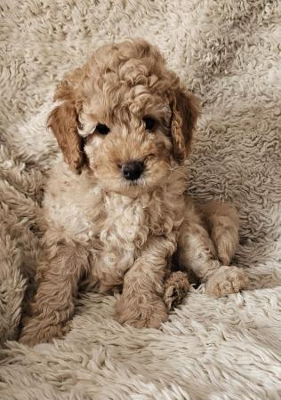 Image 4 of 1 x Miniature F3B Labradoodle Puppy Left