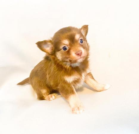 Image 9 of Adorable Kennel Club Registered Chihuahua Puppies