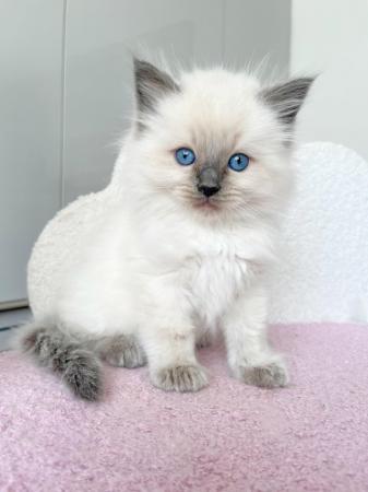 Image 9 of Male Ragoll Kittens- ready for homes on 20th May