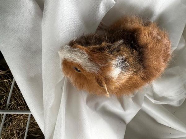 Image 10 of Baby Guineapigs boys and girls