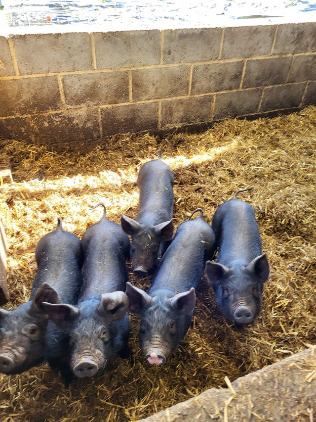 Preview of the first image of Last 3 saddleback x piglets for sale.