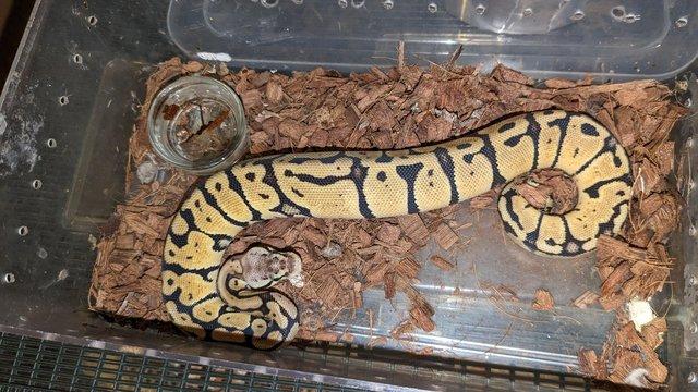 Image 4 of Various Royal Python's Available
