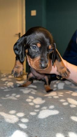 Image 3 of 4 x Black and Tan male daschund puppies for sale £800
