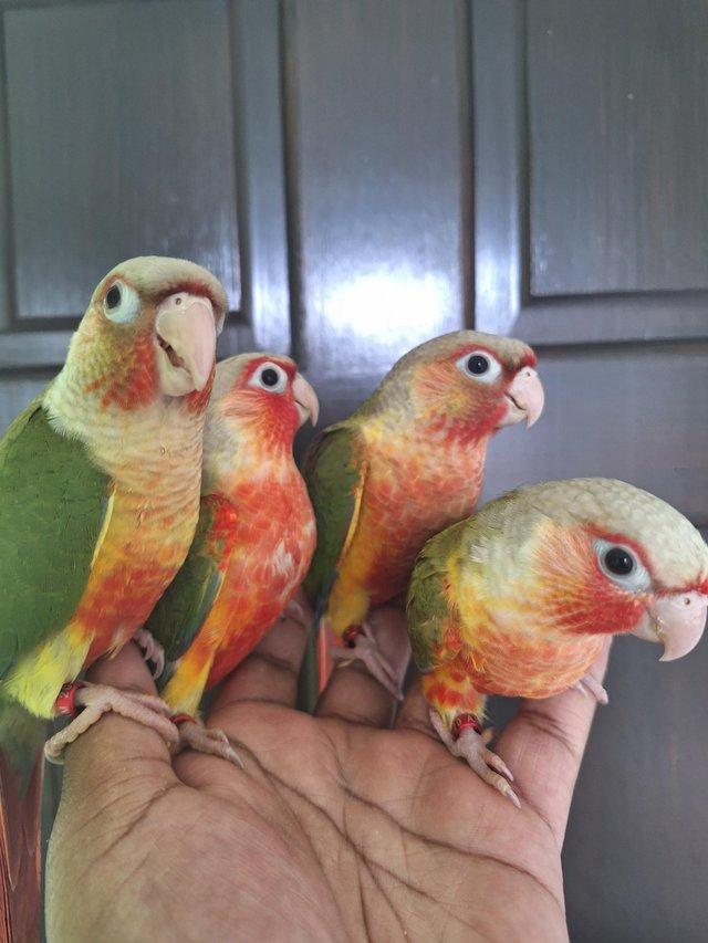 Preview of the first image of Handreared tame pineapple green cheek conures - Males & Fema.