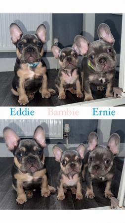 Image 3 of Last 2 Boys French bulldog puppies