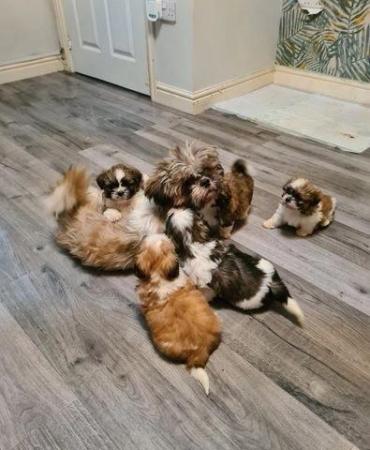 Image 4 of Shih Tzu Home Puppies Available