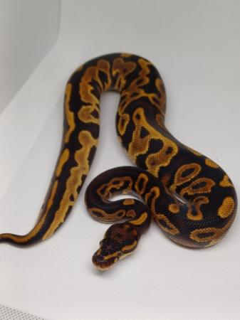 Image 4 of Cb23 Royal pythons, mainly female