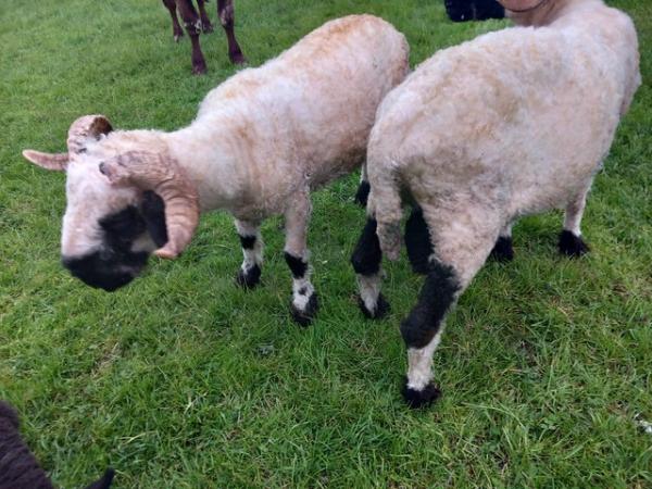 Image 1 of Registered 1 Year old valais tup for sale
