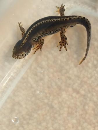Image 5 of (SOLD) 3X ALPINE NEWTS (Apuanus) adults (SOLD)