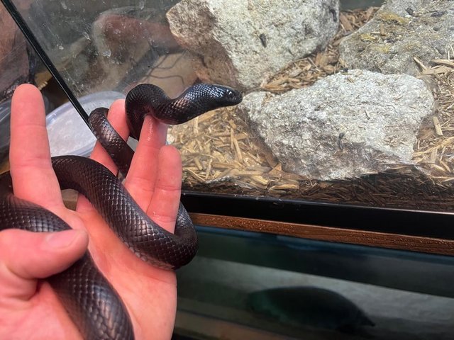 Preview of the first image of Male mexican black kingsnake.
