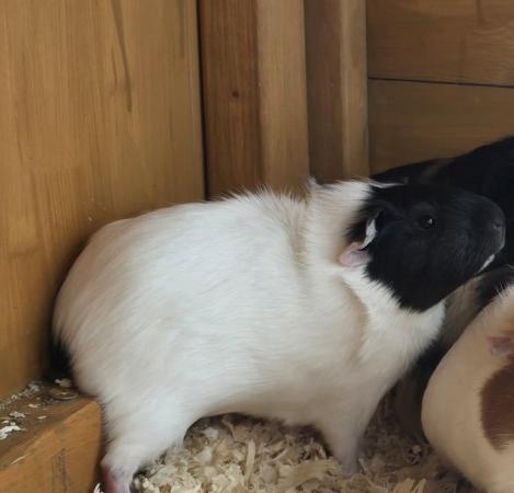 Image 5 of 7 Guinea Pigs For Sale to a lovin home 1 Male 6 Females