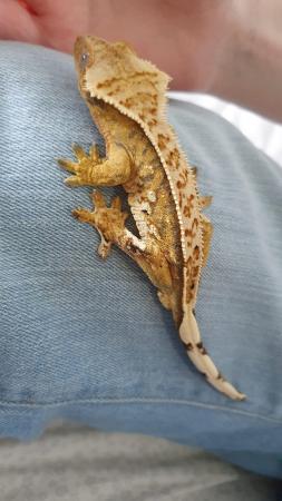 Image 2 of Gorgeous Tri Colour Harlequin Pinstripe Crested Gecko CB 22