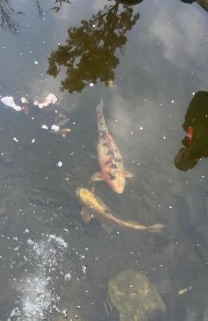Image 2 of 2 Large Koi fish for sale