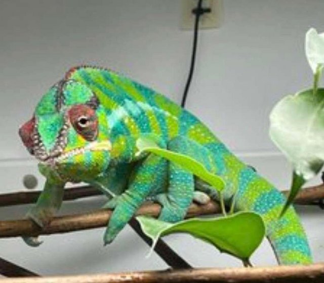 Preview of the first image of Juvenile Panther Chameleons For Sale.