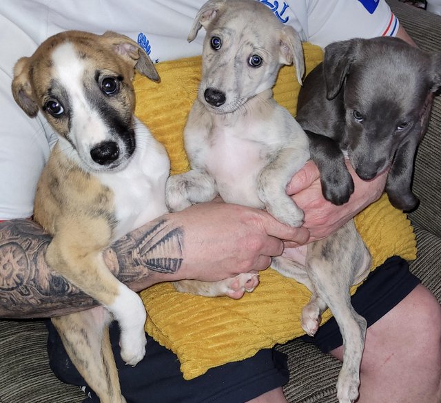 Preview of the first image of 7 week old KC registeredwhippet pups. Microchipped ..