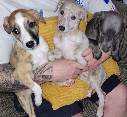 Image 1 of 7 week old KC registeredwhippet pups. Microchipped .