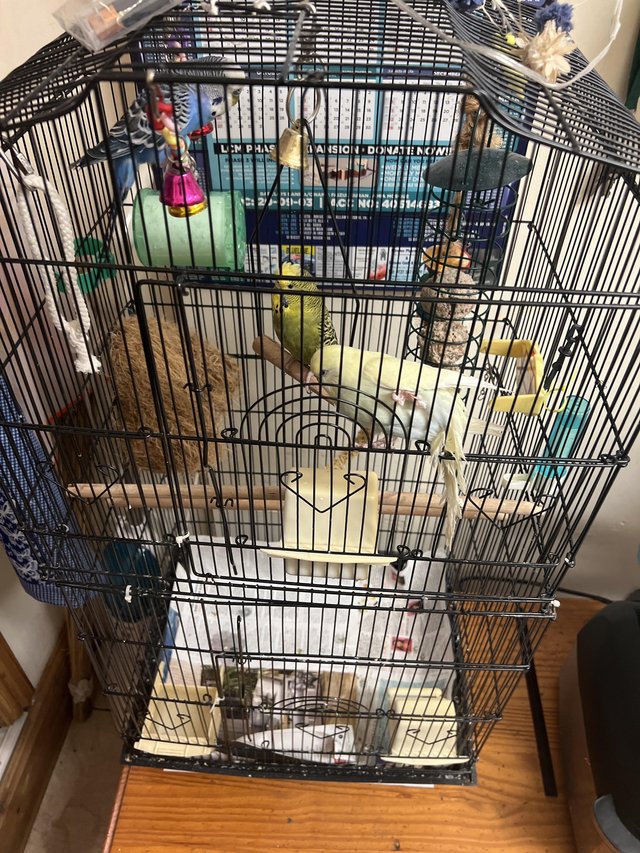 Preview of the first image of 4 budgies for sale with cage.