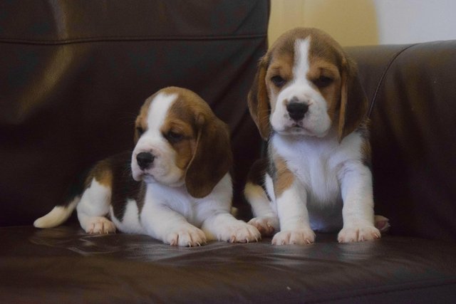 Image 8 of Gorgeous, Chunky Beagle Puppies