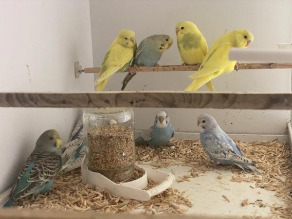 Image 2 of Budgies available now in Brightlingsea