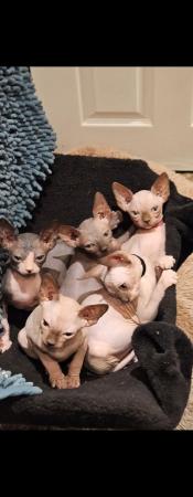 Image 6 of Playful and loving Sphynx kittens