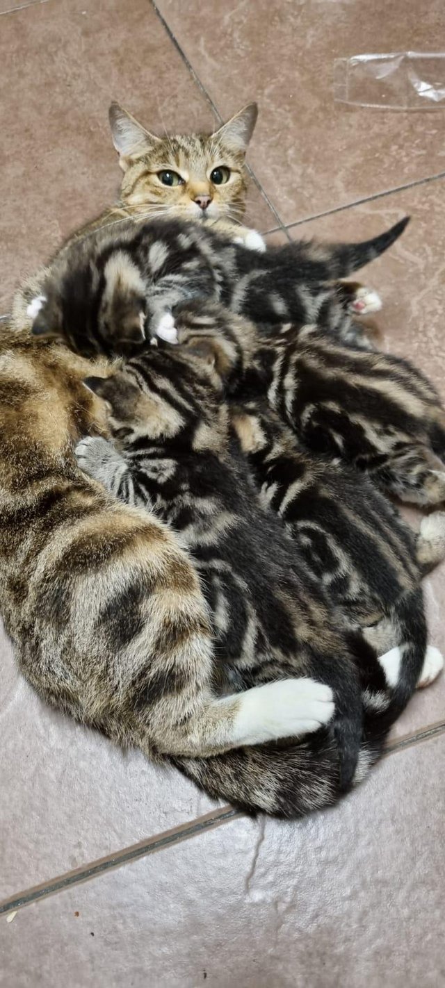 Preview of the first image of 4 New born kittens for new homes.