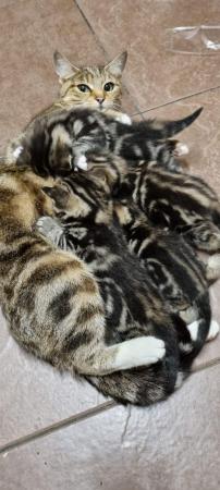 Image 1 of 4 New born kittens for new homes