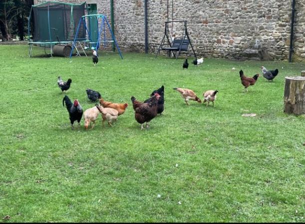Image 2 of Hens for sale ,happy and healthy