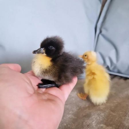 Image 2 of Indian runner ducklings (crested)