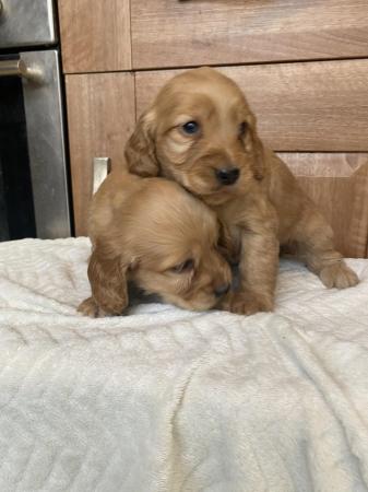 Image 4 of Stunning red cockapoo pups