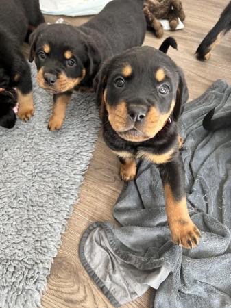 Image 9 of Gorgeous Rottweiler Pups not to be missed