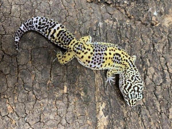 Image 4 of Black Night Mack Snow Leopard Gecko