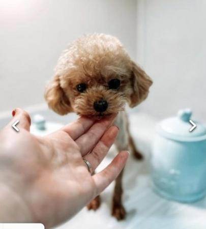 Image 15 of Unique teacup Asian and toy poodle puppy