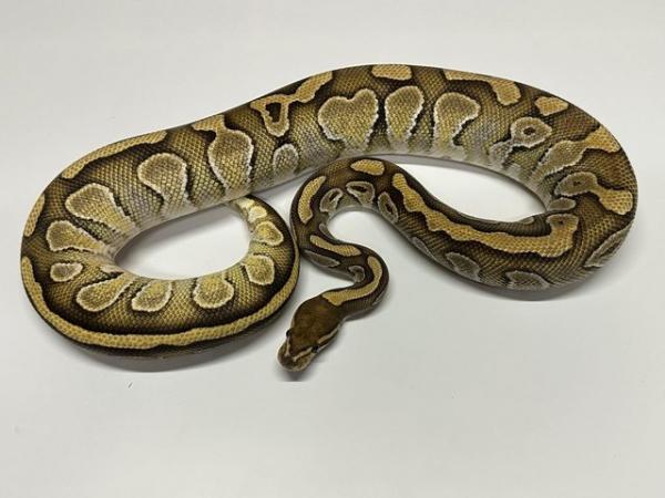 Image 4 of Ball Python Adult Females