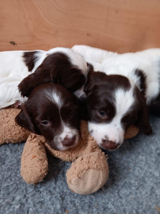 Preview of the first image of 8 kc registered springer spaniel puppies for sale.