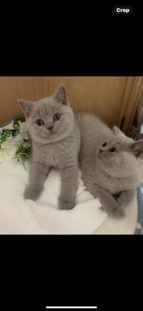Image 7 of British Shorthair stunning GCCF Registered kittens