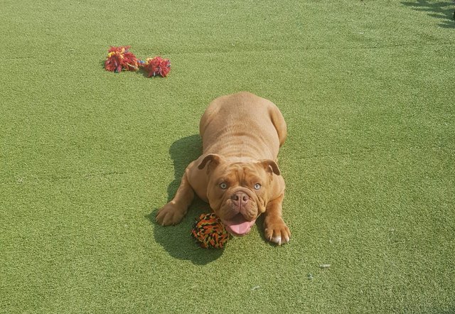 Image 2 of Beautiful full pedigree 7 month old Bully for sale