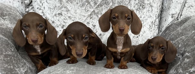 Image 8 of Beautiful health tested miniature smooth dachshund