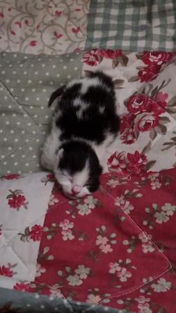 Image 2 of Kittens for sale leeds west yorkshire