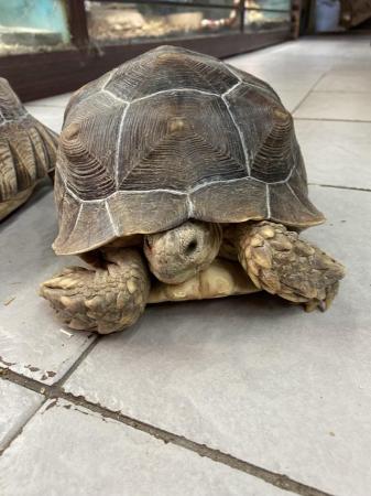 Image 4 of 2021 Sulcata tortoises £350 Each or £600 Both