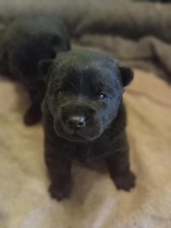 Image 5 of Chow chow puppies available. Girl and boy