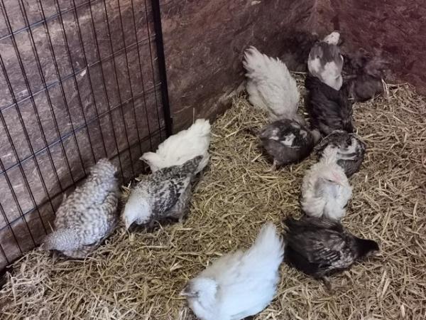 Image 6 of PURE BREED HENS, SALMON FAVEROLLE'S, ORPINGTON'S, CHICKENS