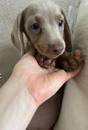 Image 16 of Quality bred Miniature Dachshunds 2 boys for sale.