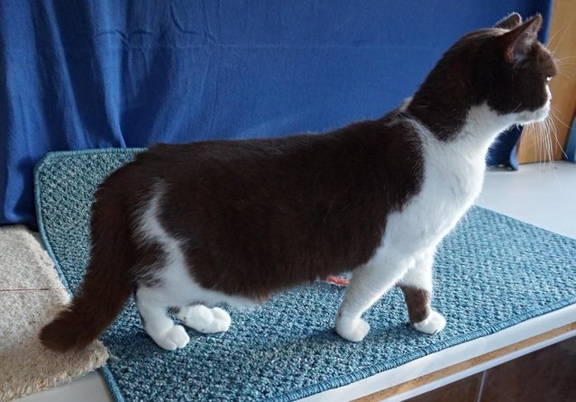 Image 1 of SOLD BSH Active Choc Bi colour Girl