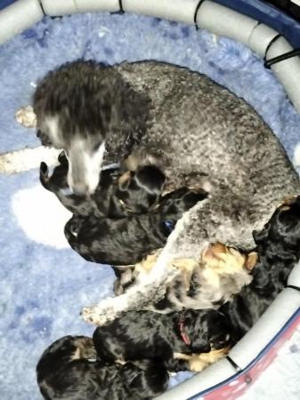 Image 4 of READY NOW! DNA Health Tested F1 Cavapoo Pups