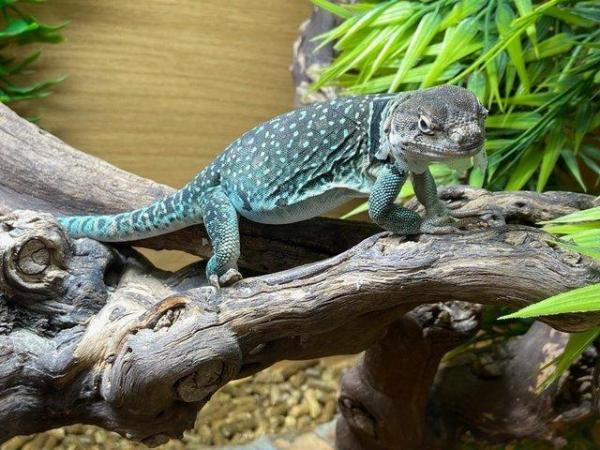 Image 2 of Lizards Available at Birmingham Reptiles