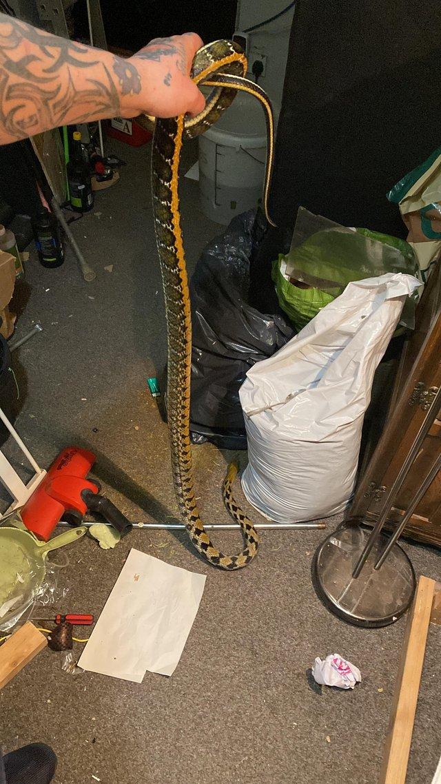 Preview of the first image of Female Thai Beauty snake 8 ft long.