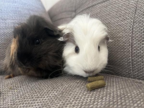 Image 5 of 2 baby Guinea pig boys bonded